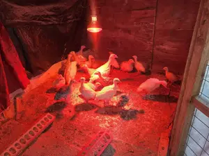 Turkey Poults