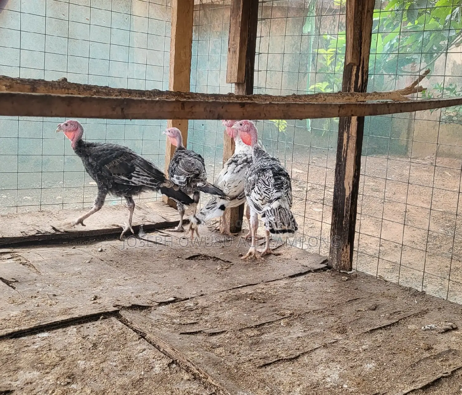 Turkey Poults