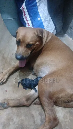 0-1 month Female Mixed Breed American Pit Bull Terrier