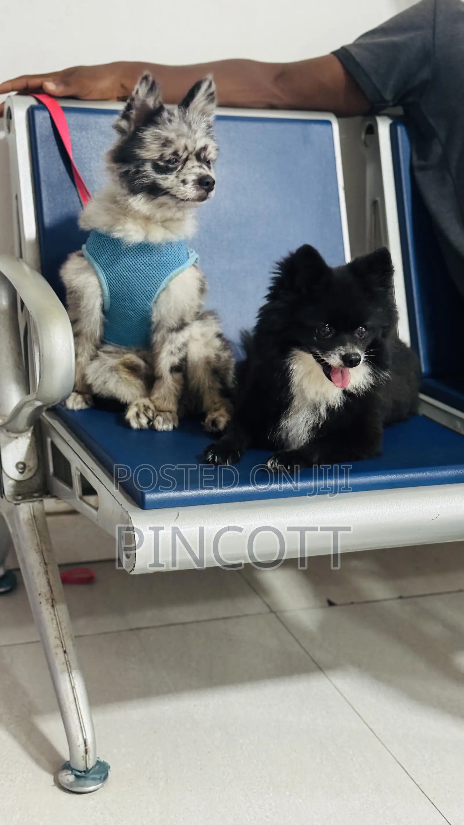 1+ year Male Purebred Pomeranian