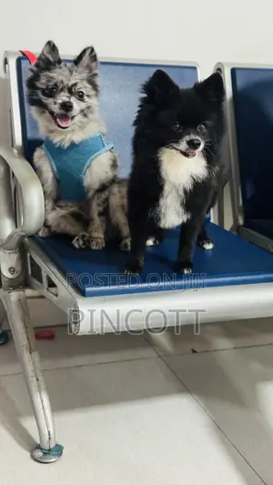 1+ year Male Purebred Pomeranian