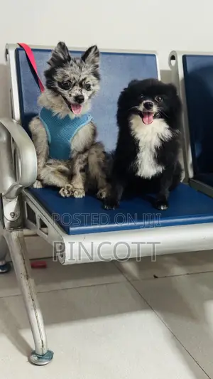 1+ year Male Purebred Pomeranian