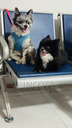 1+ year Male Purebred Pomeranian