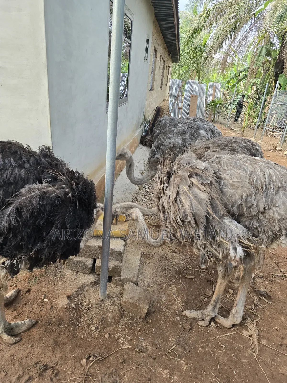 Ostriches (8months) For Sale