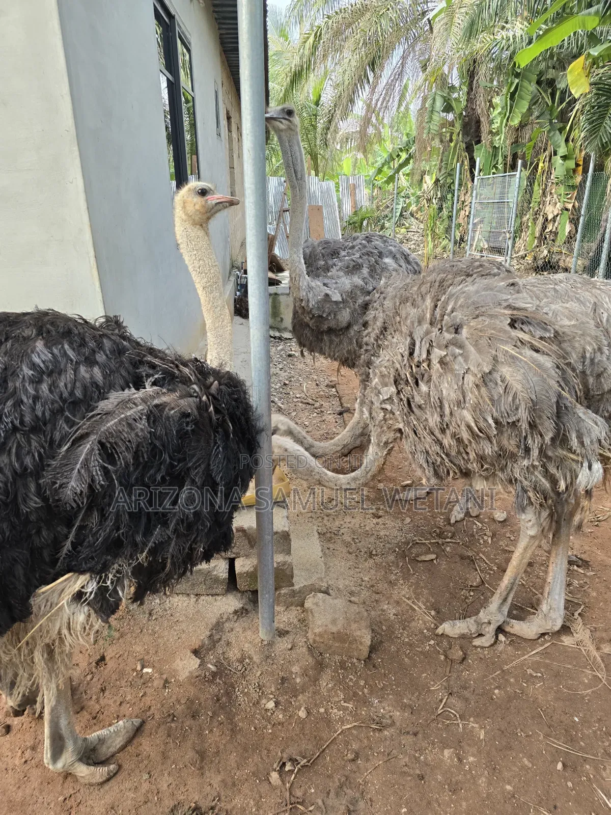 Ostriches (8months) For Sale