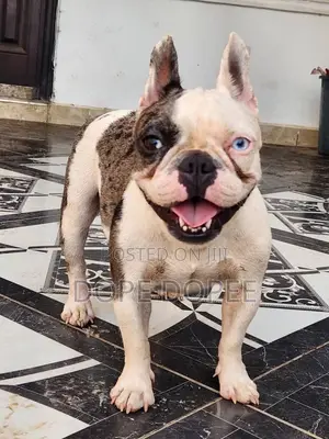 1+ year Female Purebred French Bulldog