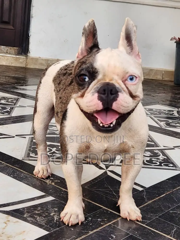 1+ year Female Purebred French Bulldog