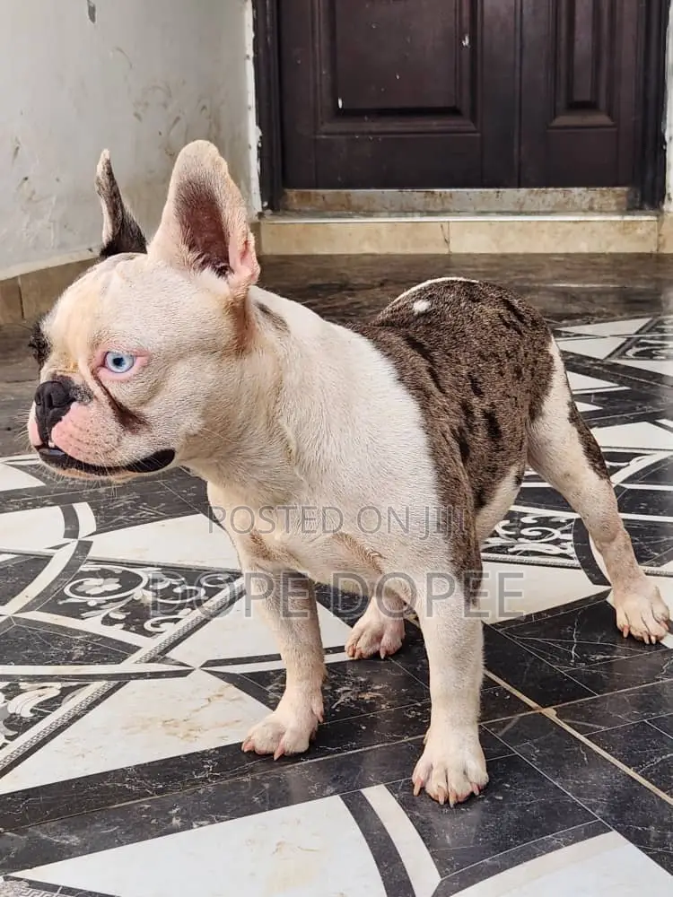 1+ year Female Purebred French Bulldog
