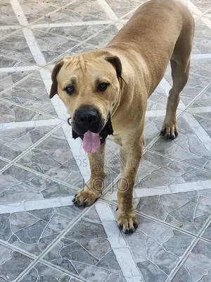 1+ year Male Purebred Boerboel