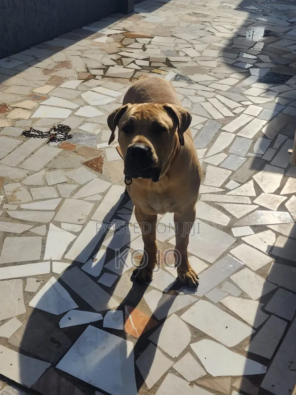 1+ year Male Purebred Boerboel