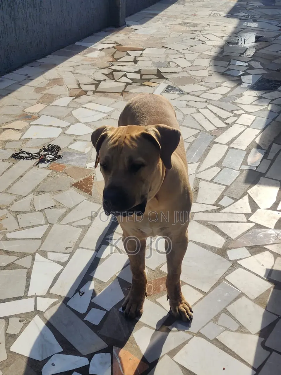 1+ year Male Purebred Boerboel