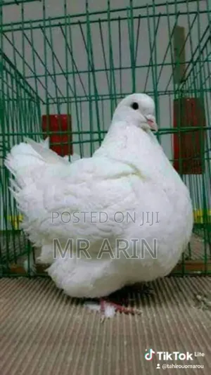 Mondain King Pigeon