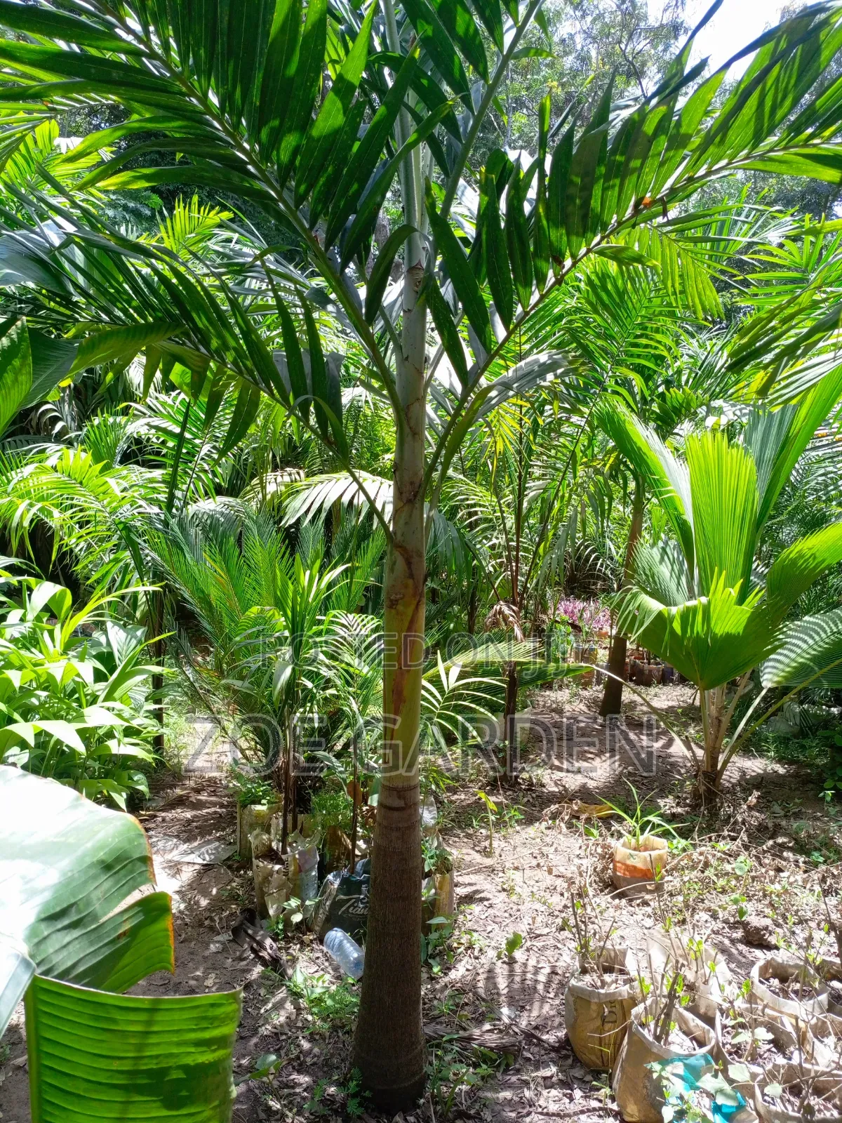 Veitchia Palm
