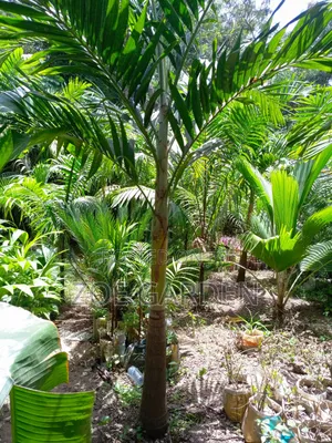 Veitchia Palm