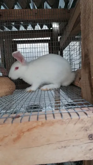 Breeder and Meat Rabbits Available