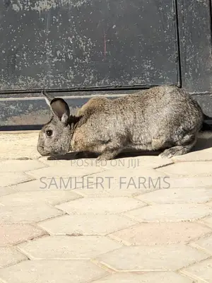 Rabbit Breeds