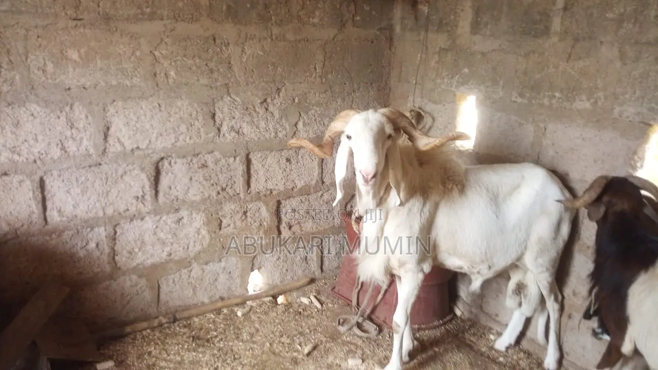 Health and Very Affordable Sheep