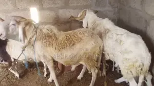 Healthy and Affordable Sheep for Sell