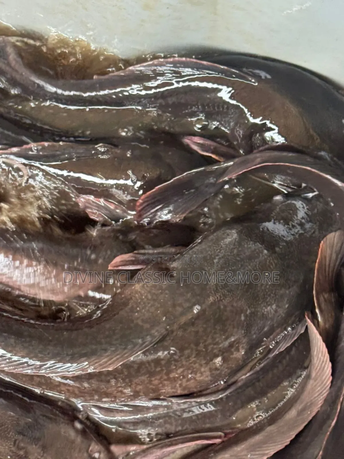 Fresh Big Sizes Catfish For Sale