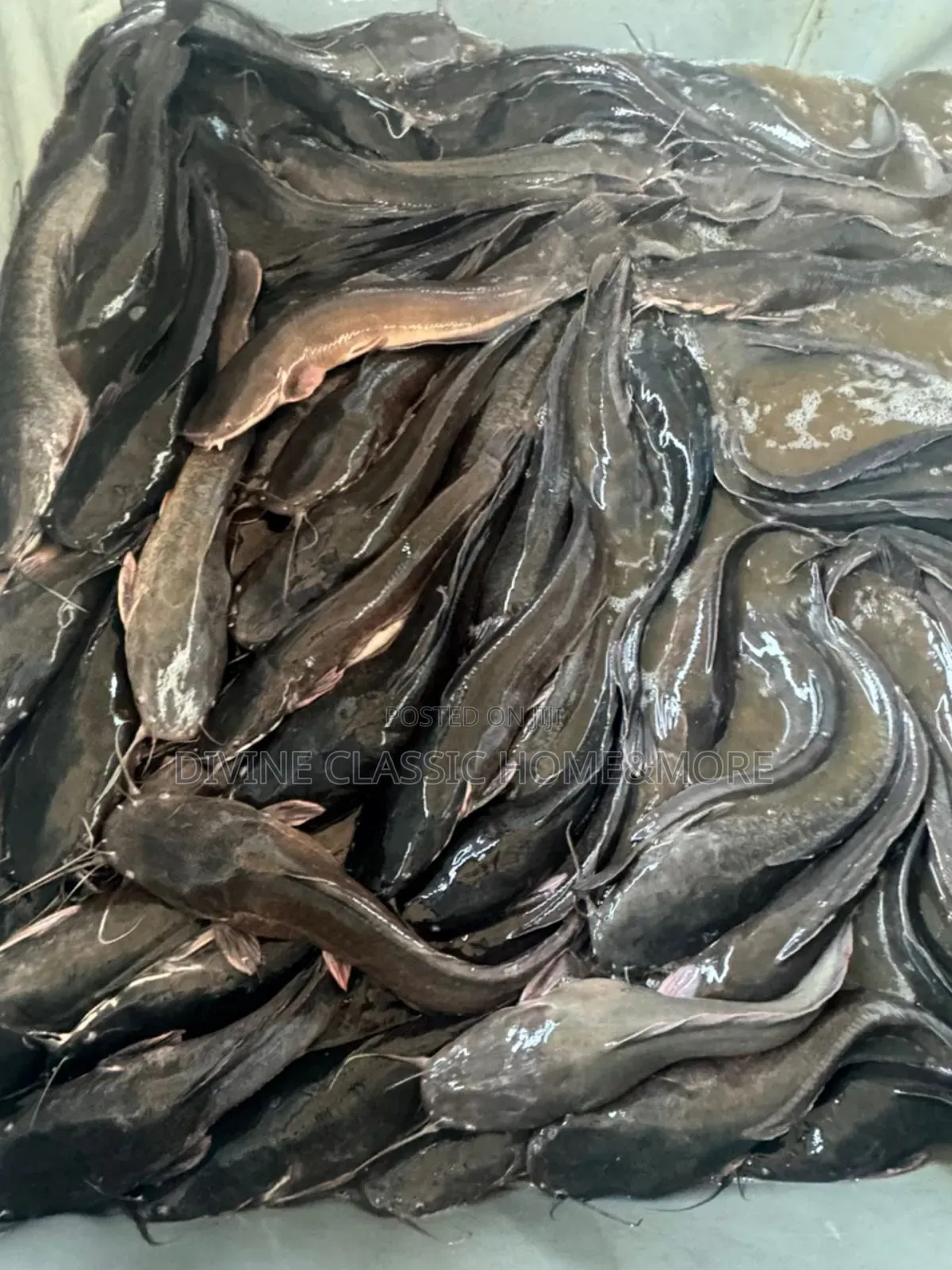 Fresh Big Sizes Catfish For Sale