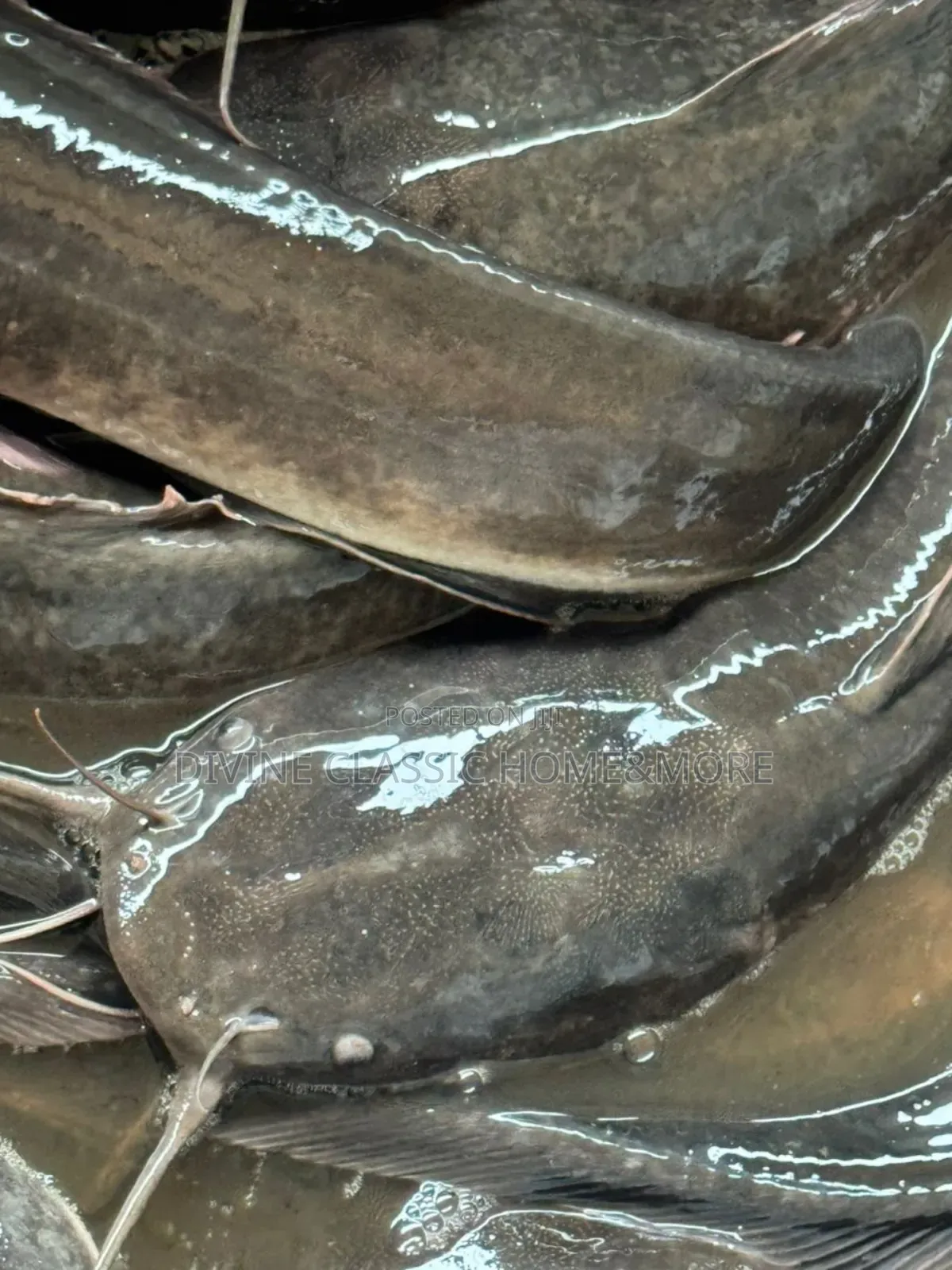 Fresh Big Sizes Catfish For Sale
