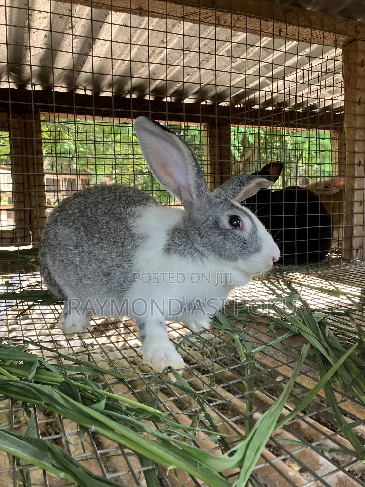 Rabbits (Chinchilla +Agouti Grey+New Zealand)
