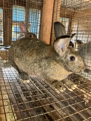 Rabbits (Chinchilla +Agouti Grey+New Zealand)