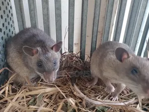 African Giant Pouched Rat - Kusie. Read Description