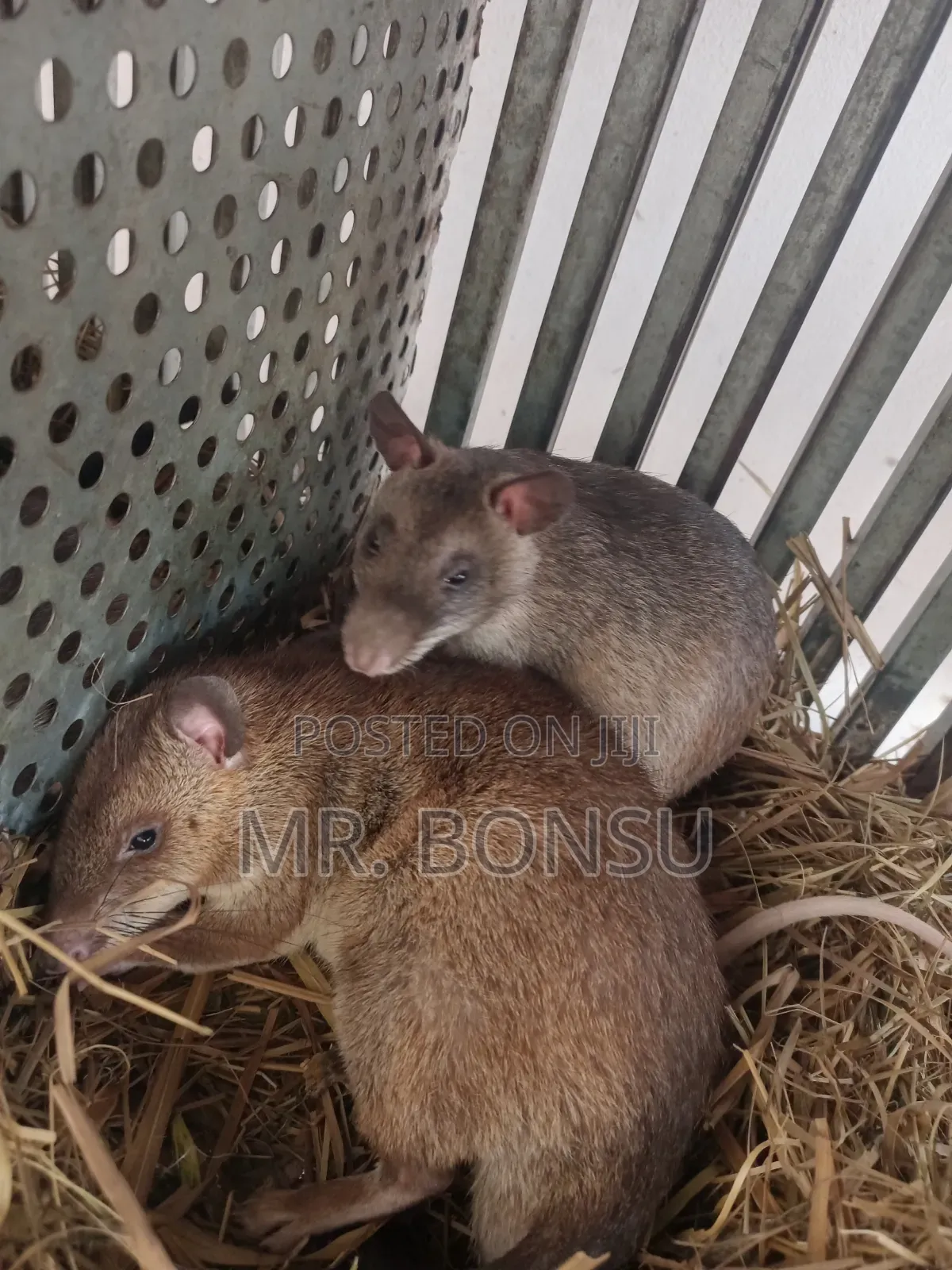 African Giant Pouched Rat - Kusie. Read Description