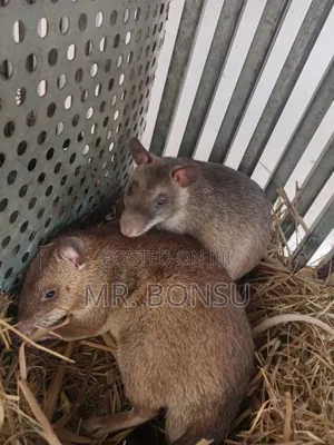 African Giant Pouched Rat - Kusie. Read Description