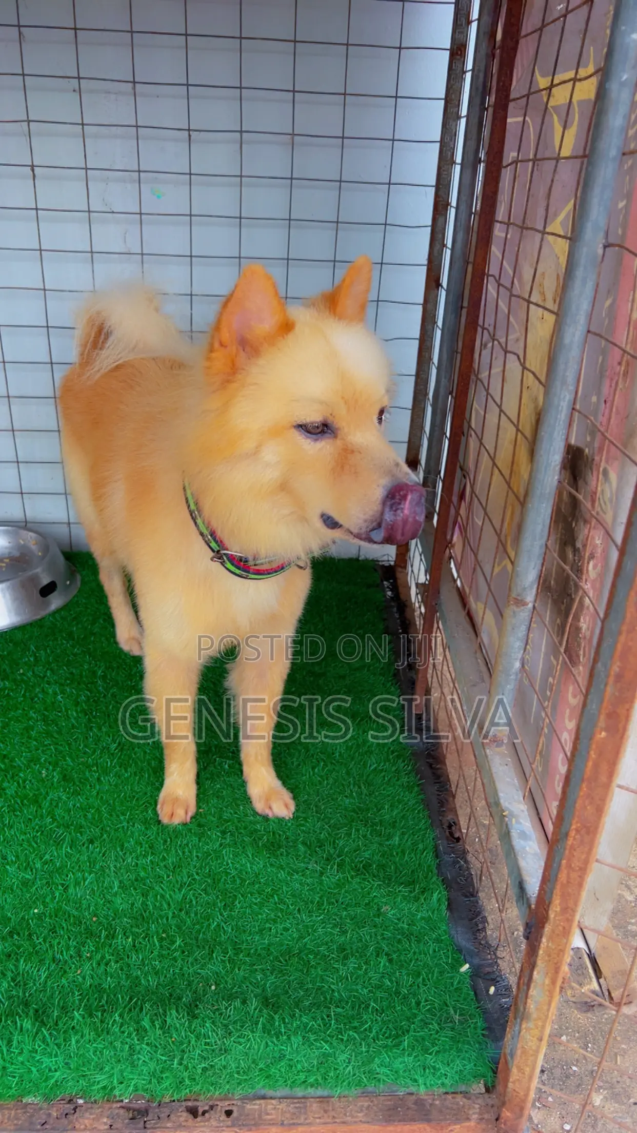 1+ year Male Purebred Chow Chow