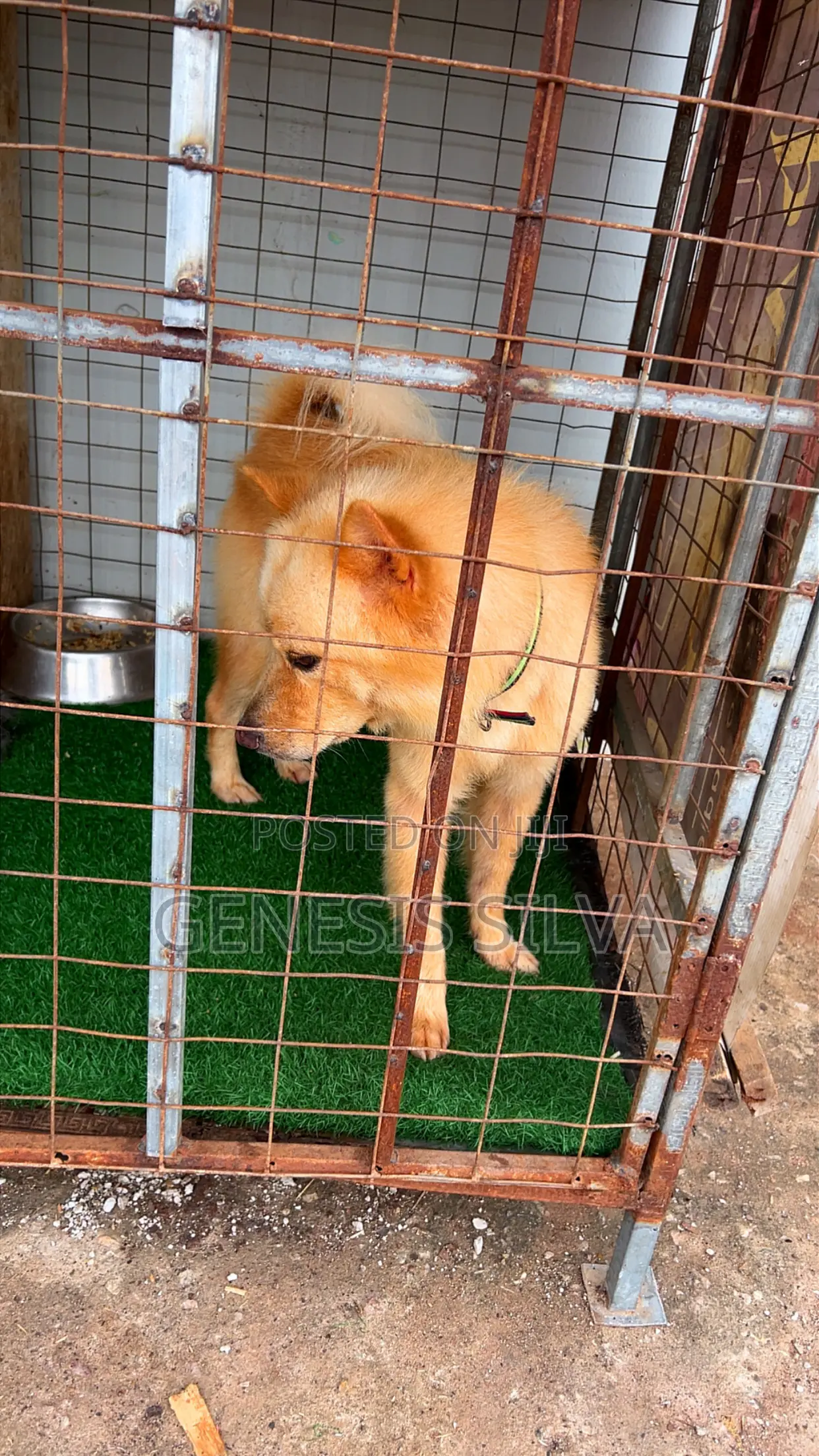 1+ year Male Purebred Chow Chow