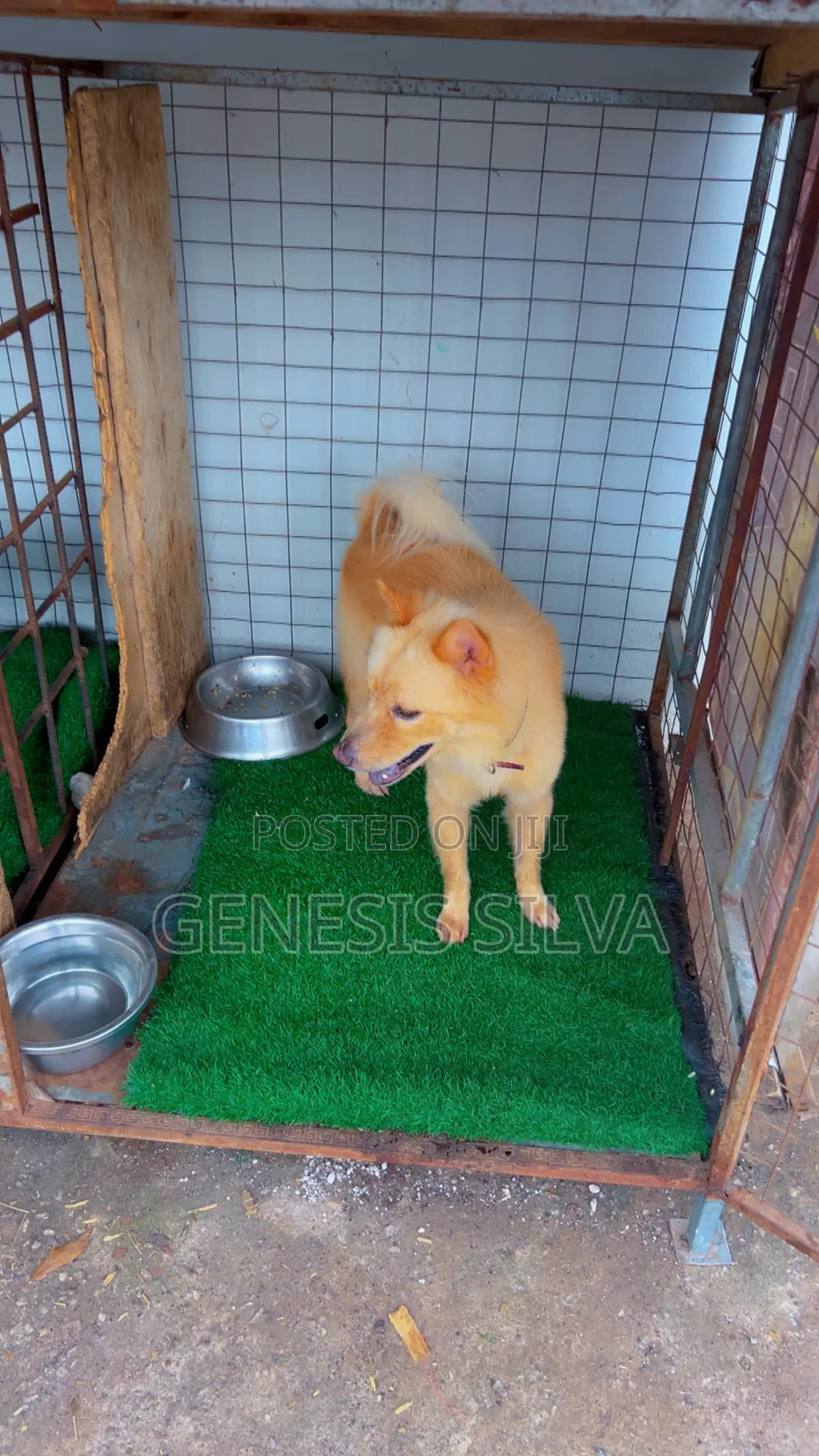 1+ year Male Purebred Chow Chow