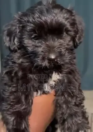 3-6 months Female Purebred Poodle
