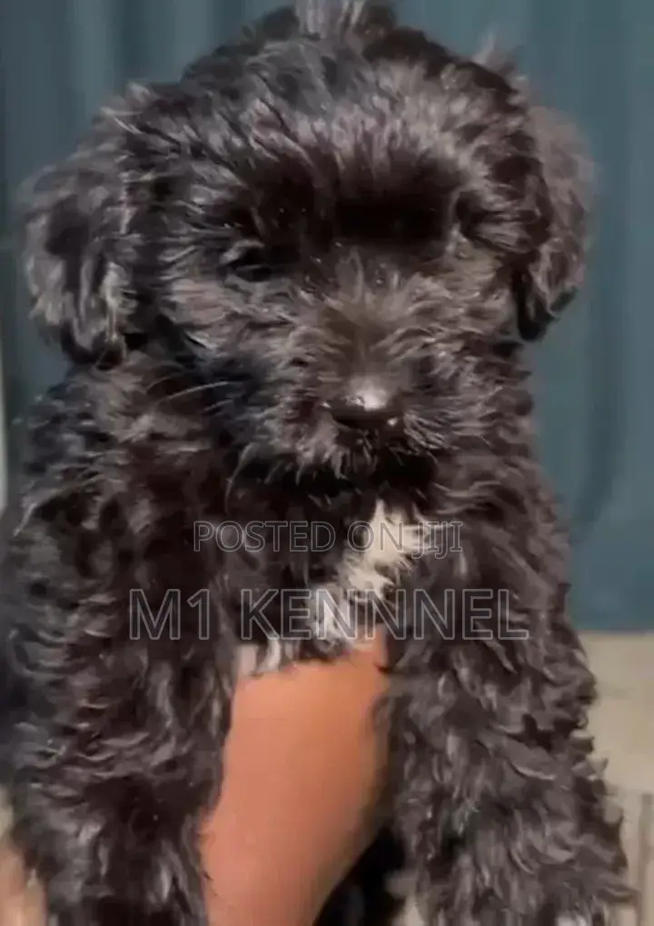 3-6 months Female Purebred Poodle