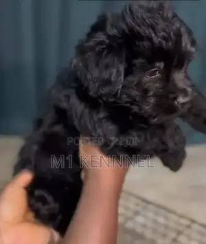 3-6 months Female Purebred Poodle