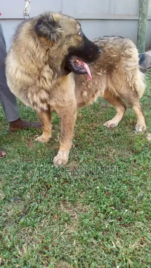 1+ year Female Purebred Caucasian Shepherd