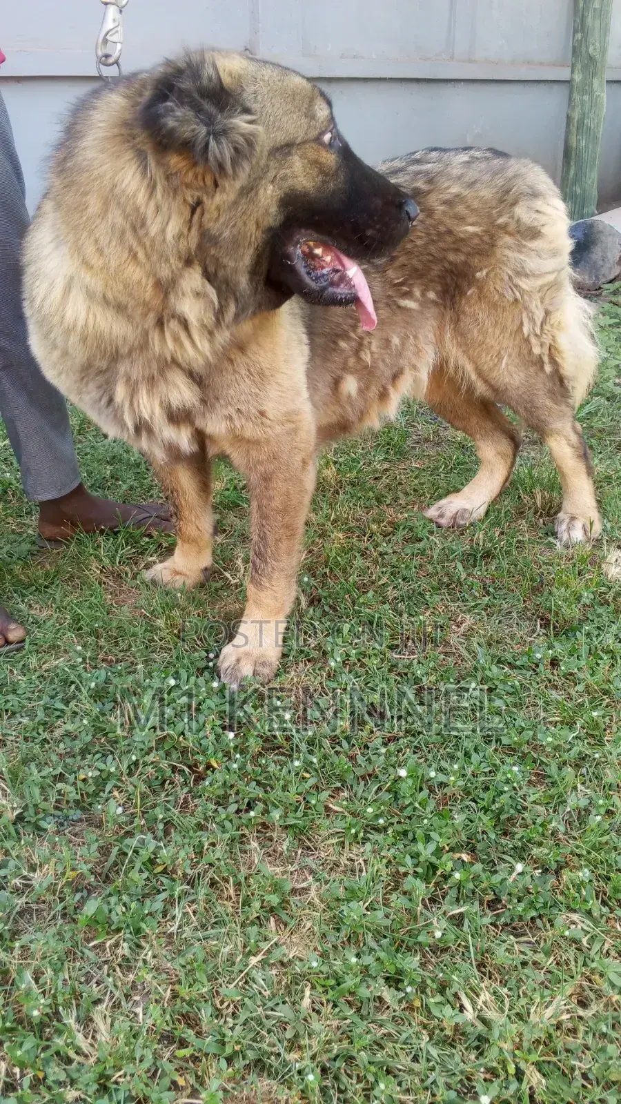 1+ year Female Purebred Caucasian Shepherd