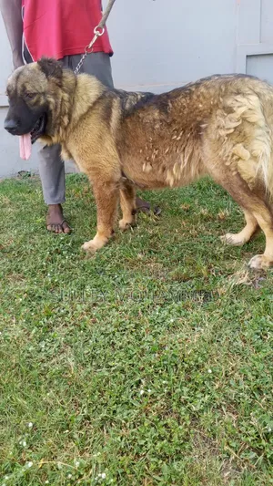 1+ year Female Purebred Caucasian Shepherd