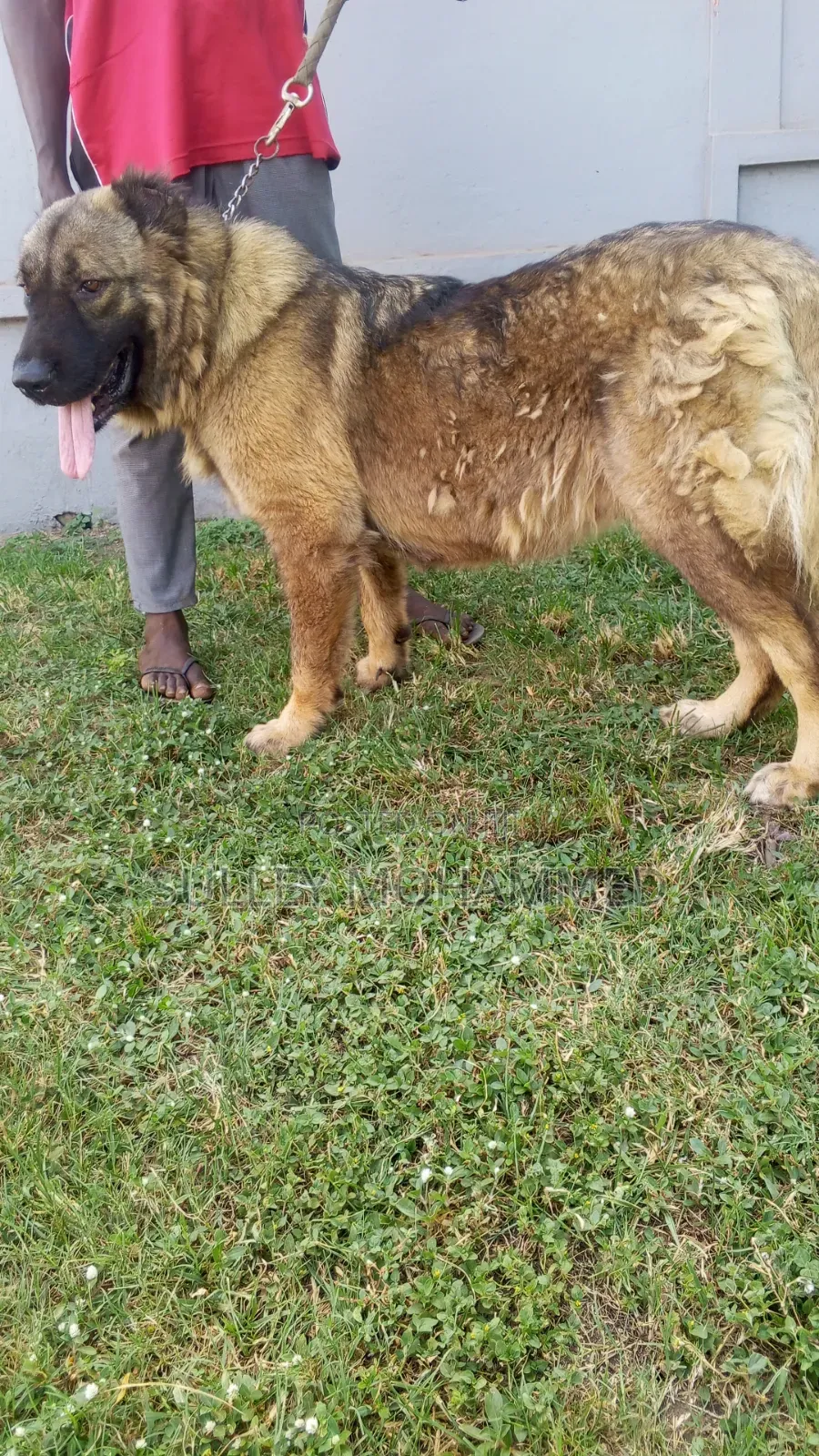 1+ year Female Purebred Caucasian Shepherd