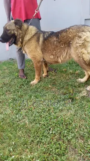 1+ year Female Purebred Caucasian Shepherd