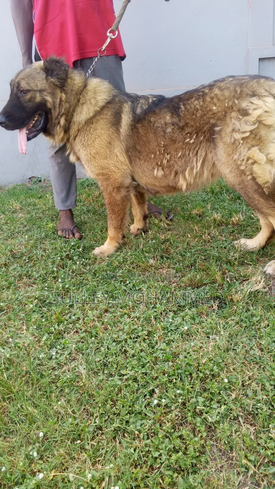 1+ year Female Purebred Caucasian Shepherd