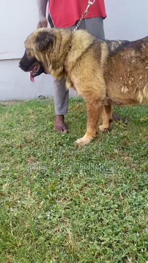 1+ year Female Purebred Caucasian Shepherd