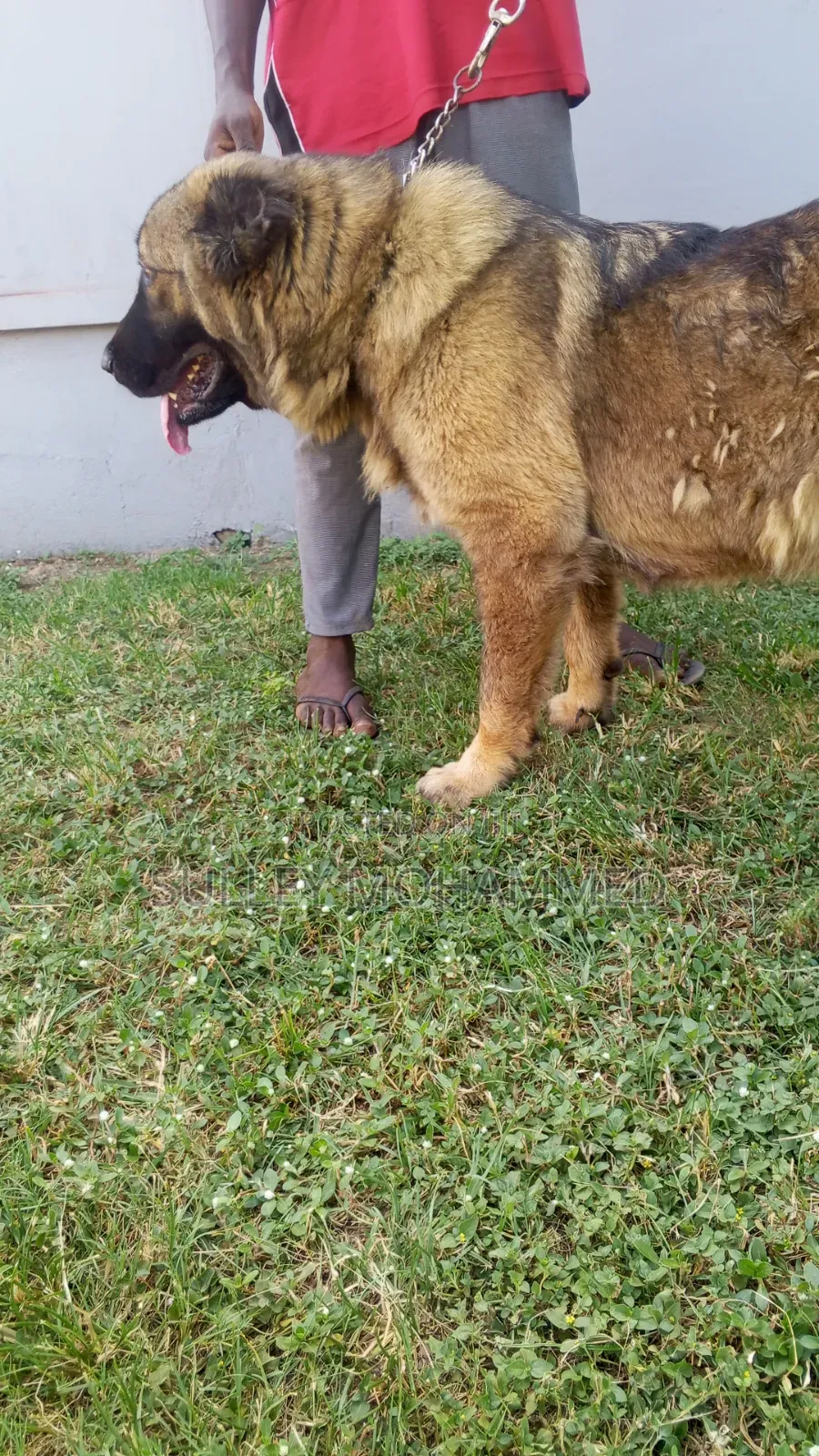 1+ year Female Purebred Caucasian Shepherd