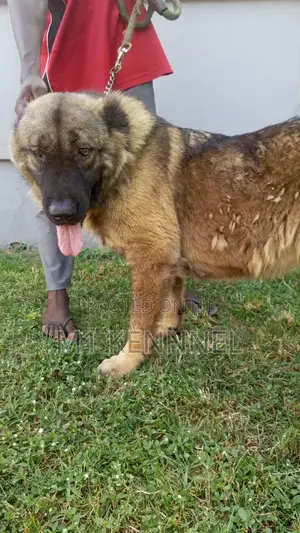 1+ year Female Purebred Caucasian Shepherd