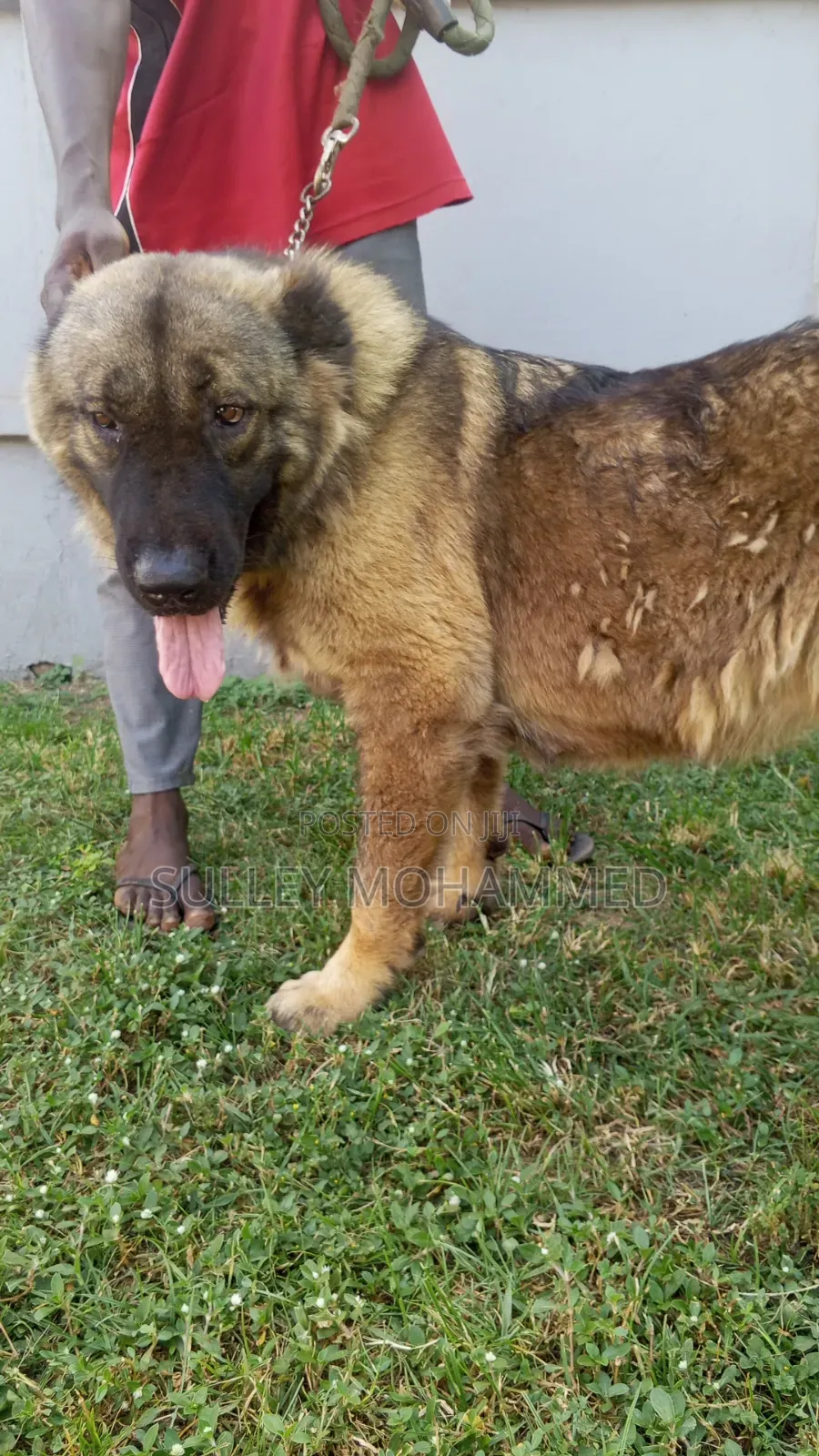 1+ year Female Purebred Caucasian Shepherd