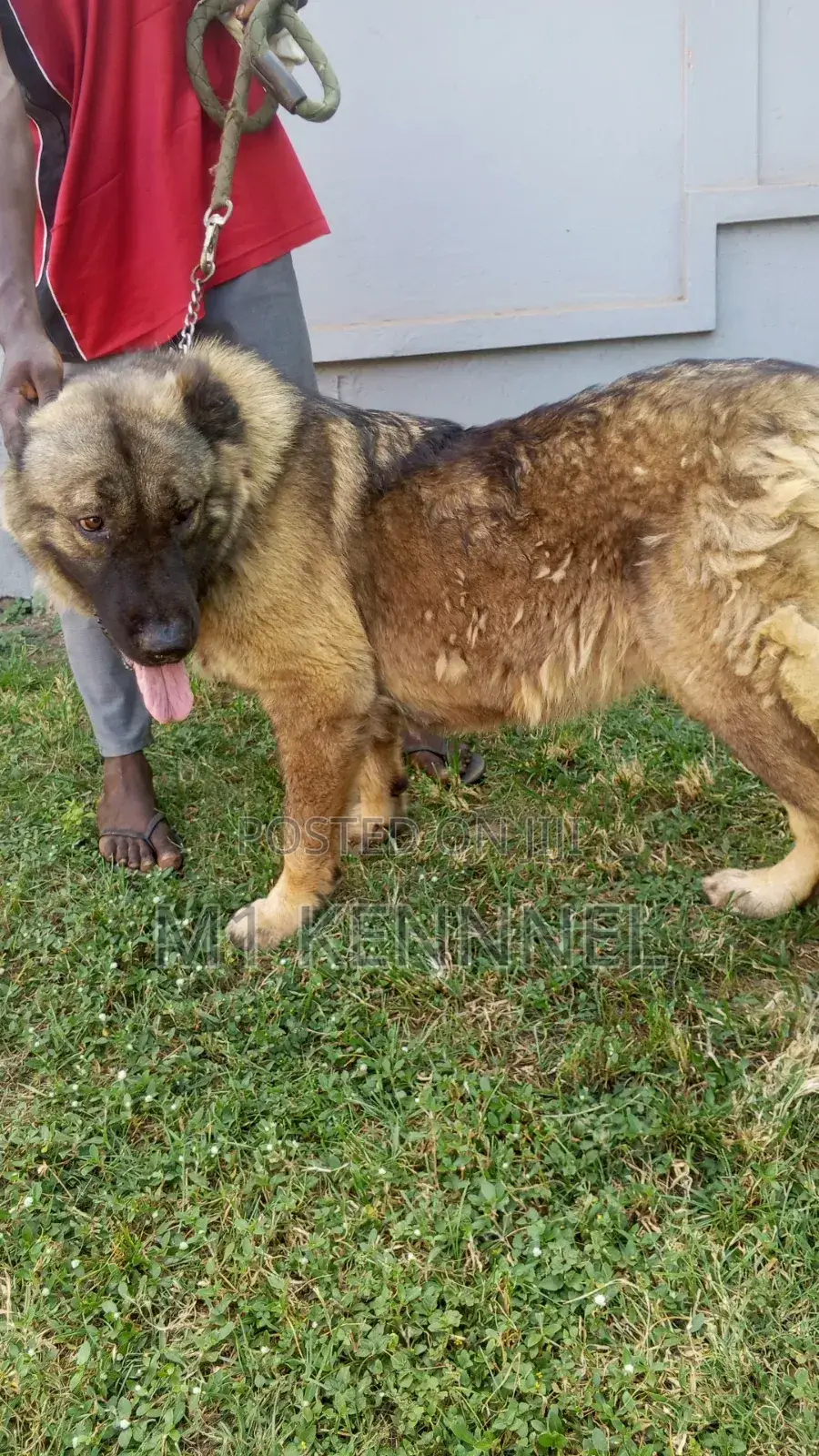 1+ year Female Purebred Caucasian Shepherd