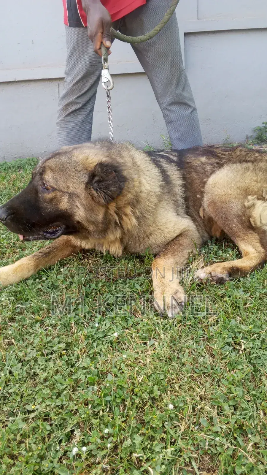 1+ year Female Purebred Caucasian Shepherd