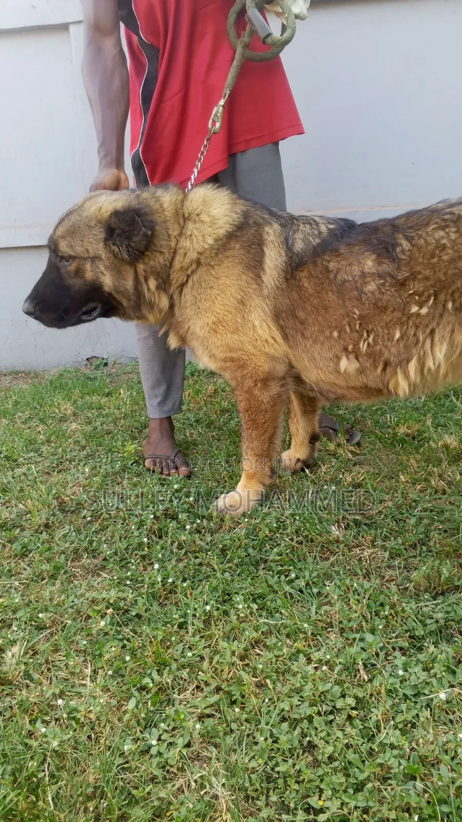 1+ year Female Purebred Caucasian Shepherd