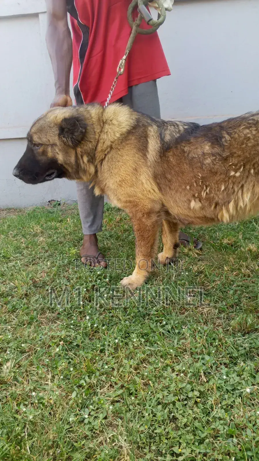 1+ year Female Purebred Caucasian Shepherd